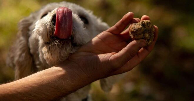 From Tortona: Piedmont Truffle Hunting Experience - Activity Description