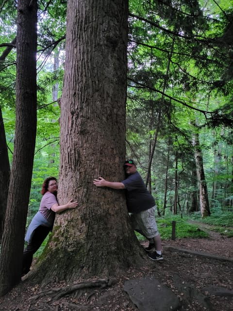 From Townsend: Great Smoky Mountains National Park Hiking - Location and Accessibility