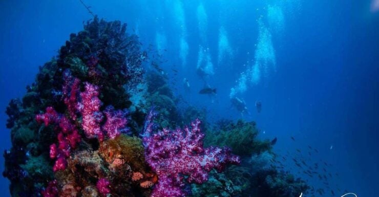 From Townsville or Magnetic Island: Yongala Wreck Dive Trip - Booking Information