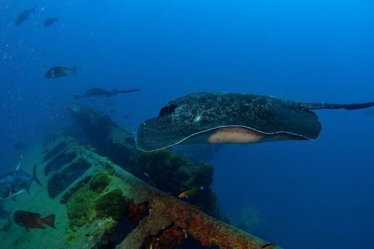 From Townsville or Magnetic Island: Yongala Wreck Dive Trip - Pickup Details