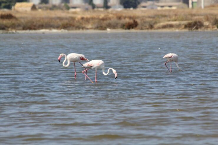 From Trapani: Salt Road Tour With Winery Visit and Boat Trip - Experience Highlights