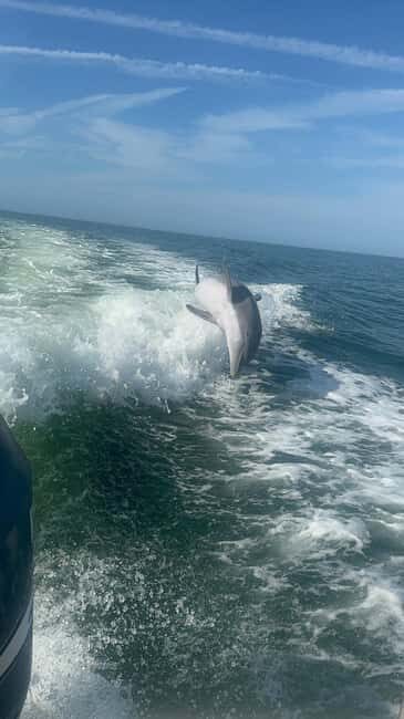 From Treasure Island: Dolphin Watching and Shelling Cruise - Good To Know