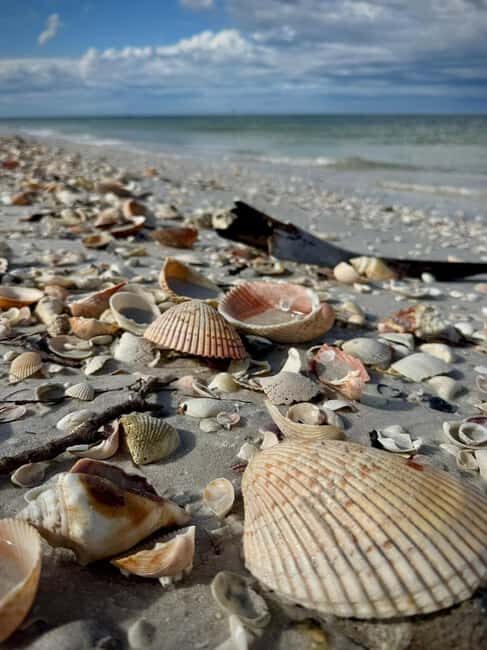 From Treasure Island: Dolphin Watching and Shelling Cruise - Reviews and Real Traveler Insights