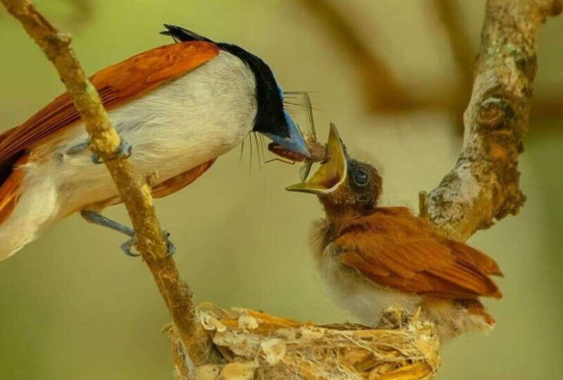 From Trincomalee : Minneriya / Kaudulla Elephant Safari - Who Should Consider This Tour?