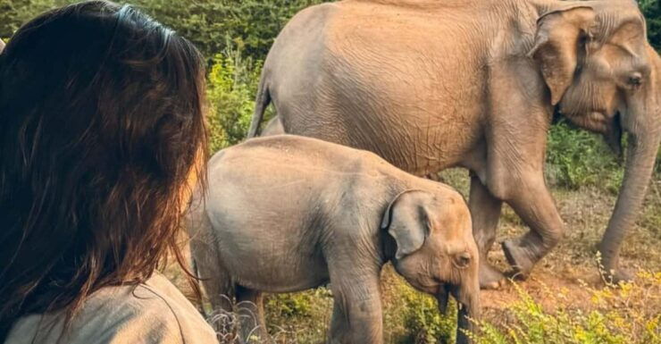 From Trincomalee : Minneriya / Kaudulla Elephant Safari - Booking Information