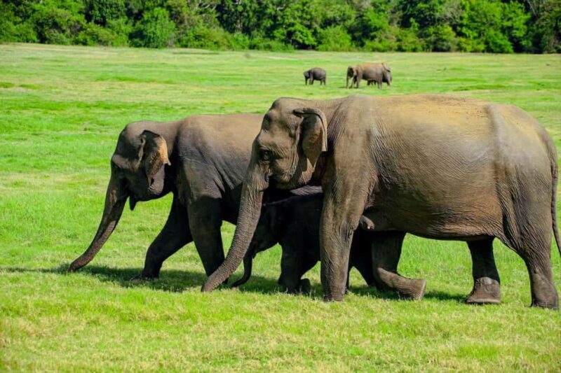 From Trincomalee: Minneriya National Park 4X4 Jeep Safari - Good To Know