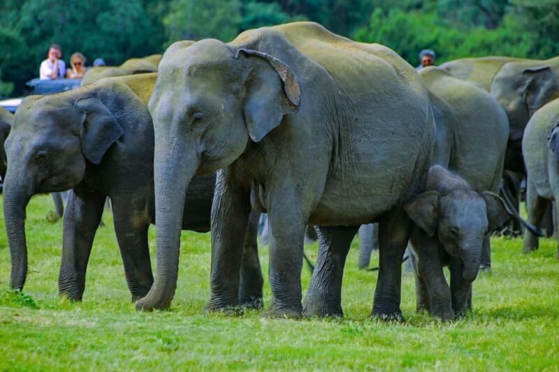 From Trincomalee: Minneriya National Park 4X4 Jeep Safari - Who Will Love This Tour?