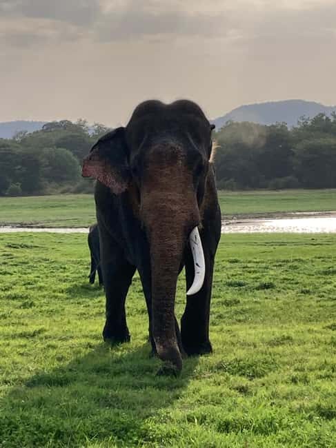 From Trincomalee: Minneriya National Park 4X4 Jeep Safari - Final Thoughts