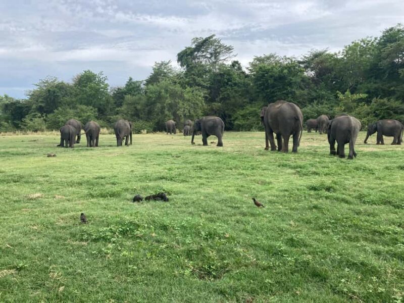 From Trincomalee: Minneriya National Park 4X4 Jeep Safari - FAQ