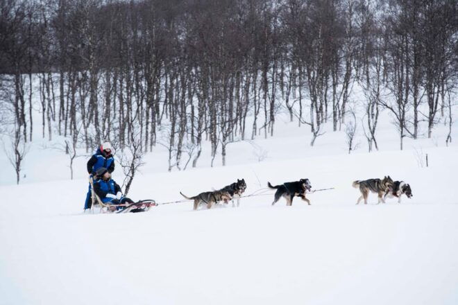 From Tromsø: Advanced Dog Sledding Tour at Camp Tamok - Customer Ratings and Feedback