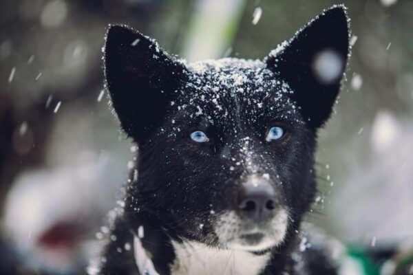 From Tromsø: Advanced Dog Sledding Tour at Camp Tamok - Frequently Asked Questions
