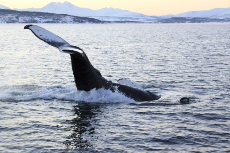 From Tromsø: All-Inclusive Whale and Sea Bird Boat Cruise - Booking Information