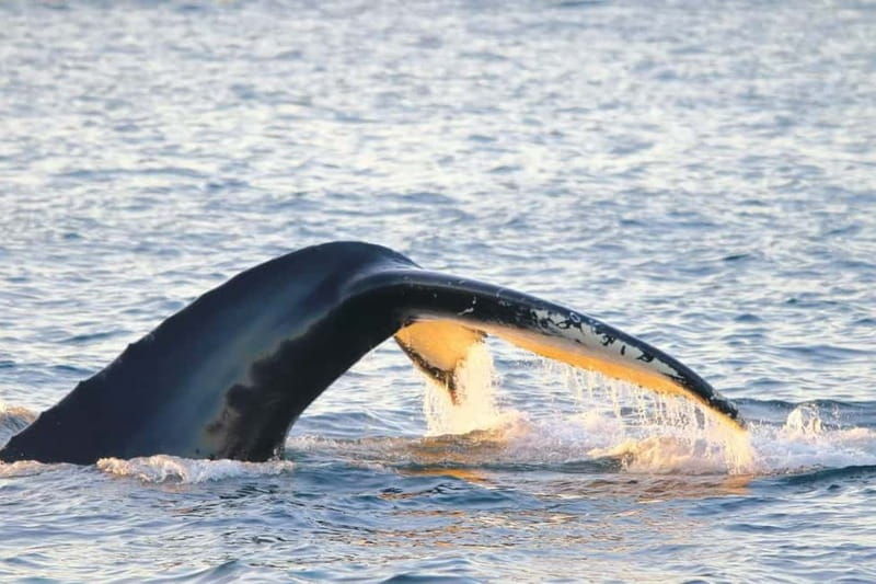 From Tromsø: All-Inclusive Whale & Orca Safari - Good To Know
