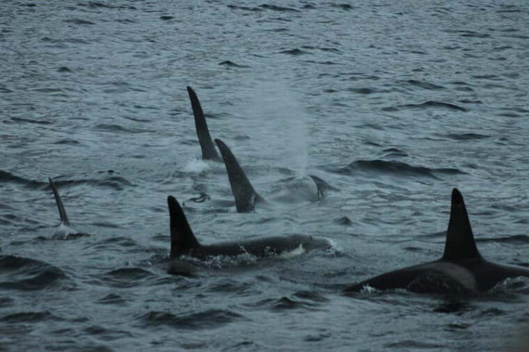 From Tromsø: All-Inclusive Whale & Orca Safari - The Itinerary Breakdown