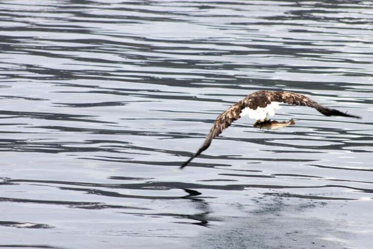 From Tromsø: All-Inclusive Whale & Orca Safari - How the Experience Delivers Value