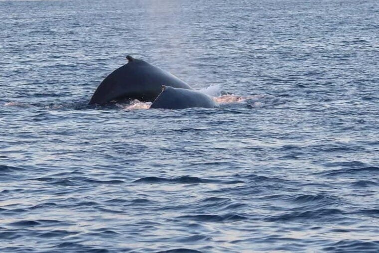 From Tromsø: All-Inclusive Whale & Orca Safari - Practical Tips for a Smooth Trip