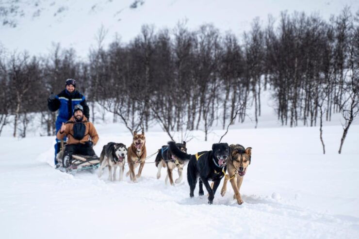 From Tromsø: Dog Sledding Adventure in Tamokdalen - Good To Know