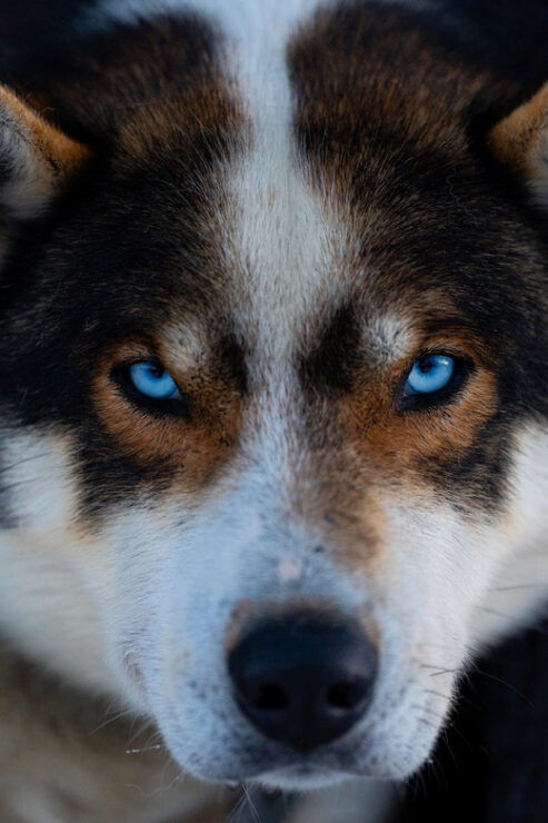 From Tromsø: Dog Sledding Adventure in Tamokdalen - Transportation and Logistics