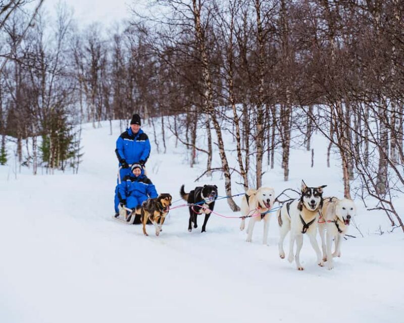 From Tromsø: Dog Sledding Experience with Transfer - The Overall Experience: What to Expect