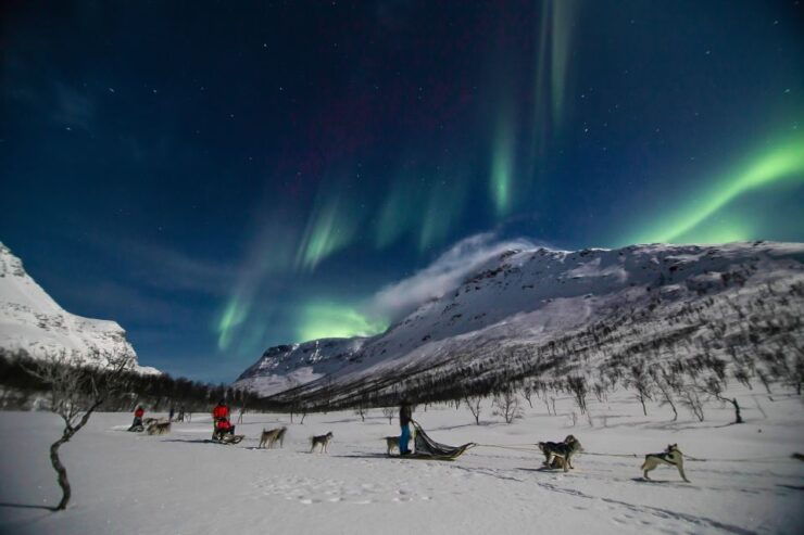 From Tromsø: Evening Dog Sledding at Camp Tamok - Experience Highlights