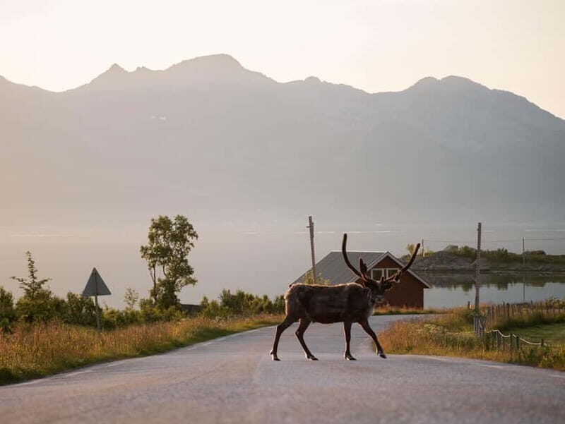 From Tromsø: Fjord Tour and Visit to Sommarøy in French - An In-Depth Look at the Tour Experience