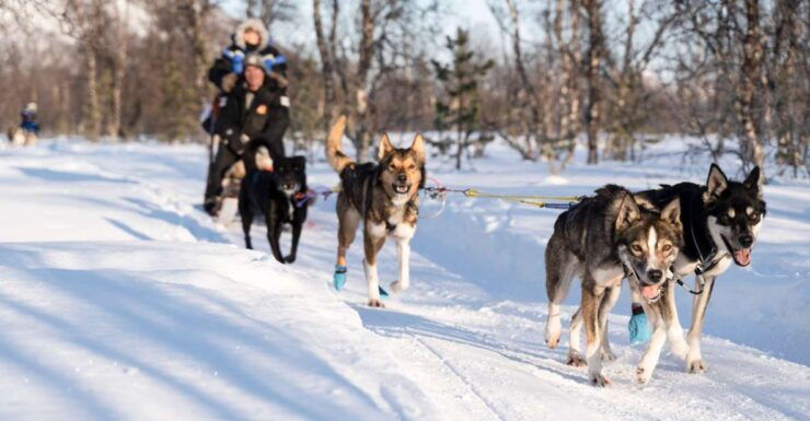 From Tromsø: Fun and Easy Dog Sledding Adventure - Experience Highlights