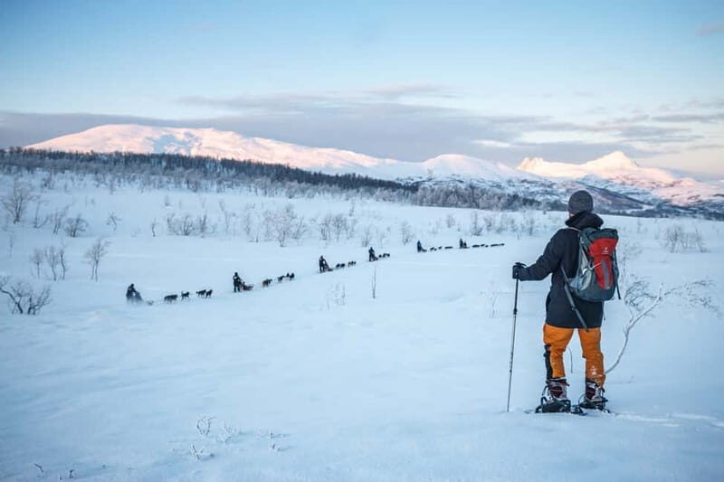 From Tromsø: Guided Husky Snowshoe Hike and Husky Camp Visit - Why This Tour Really Works