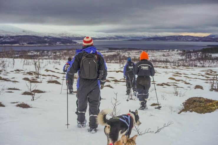 From Tromsø: Guided Husky Snowshoe Hike and Husky Camp Visit - Experience Highlights