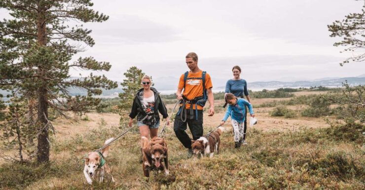 From Tromso: Husky Hike With Traditional Lunch - Good To Know