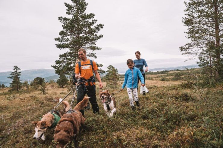From Tromso: Husky Hike With Traditional Lunch - Experience Highlights