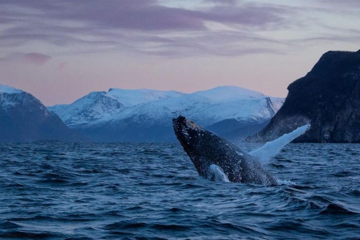 From Tromsø: Overnight Northern Lights & Whale Watching Tour - Booking Information