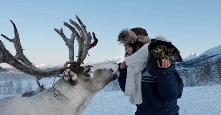 From Tromsø: Reindeer Feeding and Sami Experience With Lunch - Good To Know