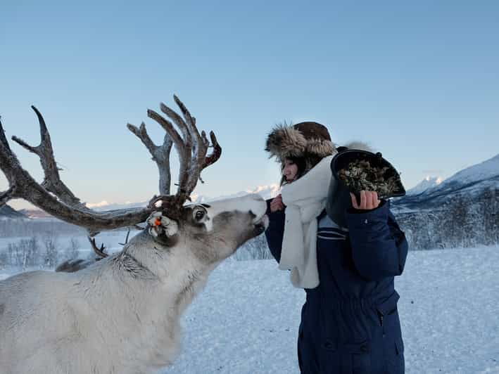 From Tromsø: Reindeer Feeding and Sami Experience With Lunch - Booking Information
