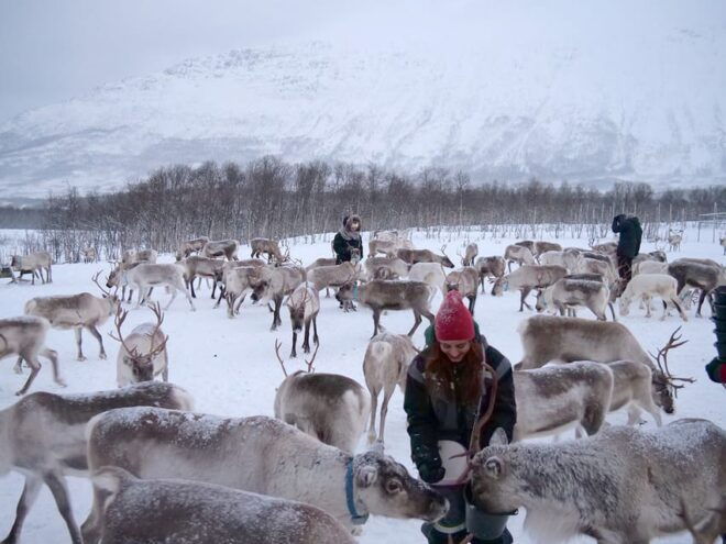 From Tromsø: Reindeer Feeding and Sami Experience With Lunch - Meeting Point and Attire