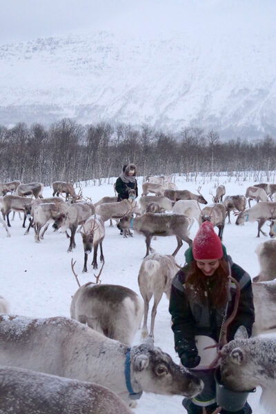 From Tromsø: Reindeer Feeding and Sami Experience With Lunch - Getting There
