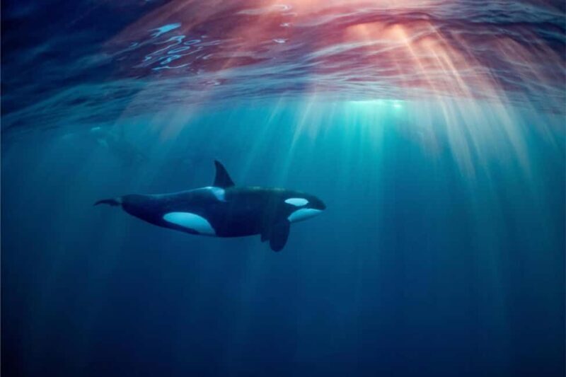 From Tromsø: Skjervoy Whale Watching RIB Boat Tour - Good To Know