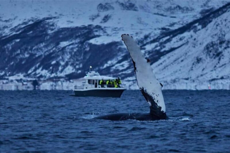 From Tromsø: Skjervoy Whale Watching RIB Boat Tour - The Value & Pricing