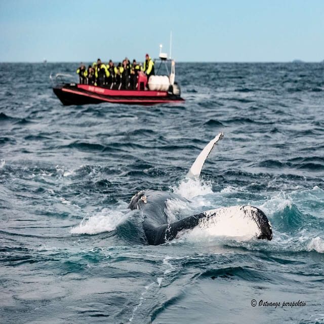 From Tromsø: Skjervoy Whale Watching RIB Boat Tour - Who Would Love This Tour?