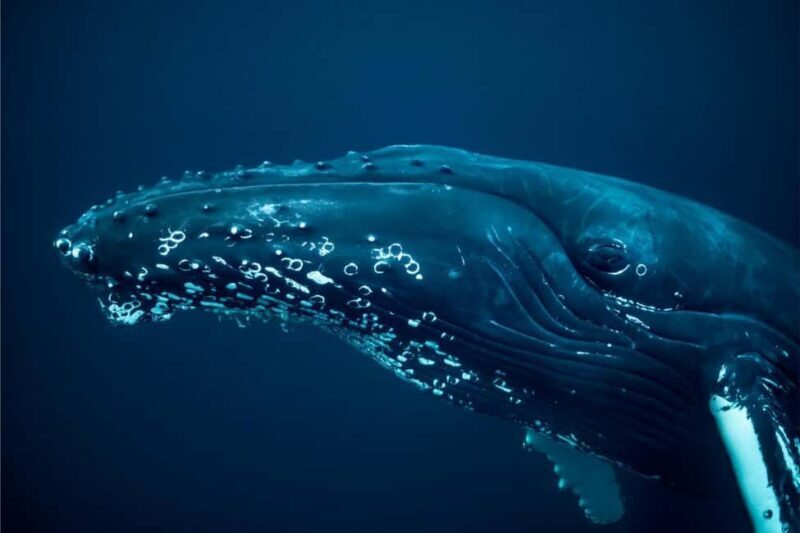 From Tromsø: Skjervoy Whale Watching RIB Boat Tour - The Sum Up