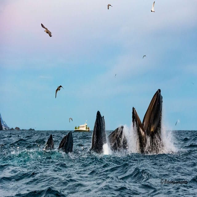 From Tromsø: Skjervoy Whale Watching RIB Boat Tour - Highlights of the Experience