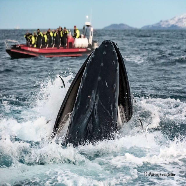 From Tromsø: Skjervoy Whale Watching RIB Boat Tour - Included Amenities