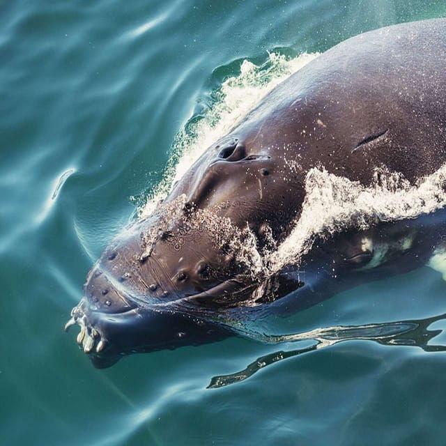 From Tromsø: Skjervoy Whale Watching RIB Boat Tour - Important Information for Participants