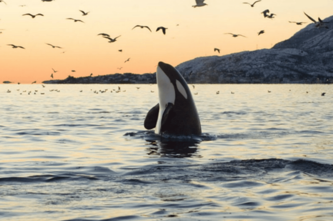 From Tromsø: Skjervoy Whale Watching RIB Boat Tour - Customer Ratings and Feedback