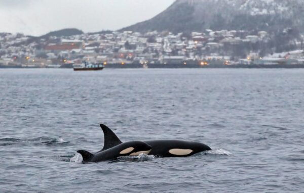 From Tromsø: Skjervoy Whale Watching RIB Boat Tour - Suitable and Unsuitable Participants