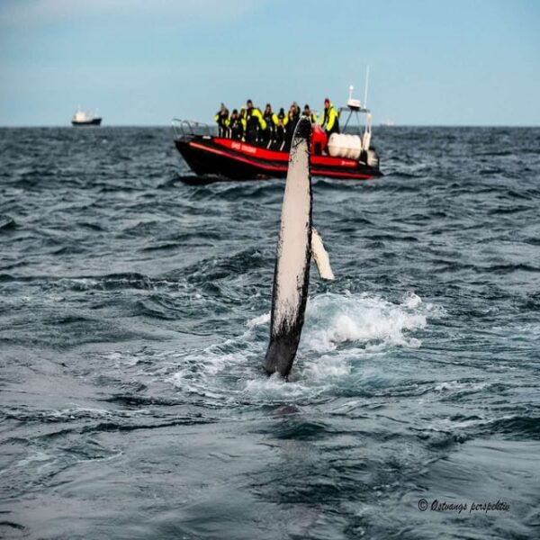 From Tromsø: Skjervoy Whale Watching RIB Boat Tour - Frequently Asked Questions