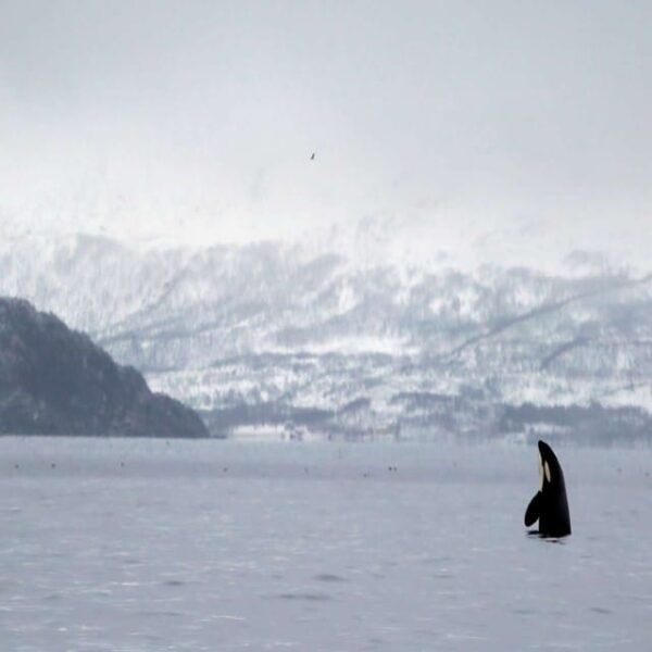 From Tromsø: Skjervoy Whale Watching RIB Boat Tour - Frequently Asked Questions