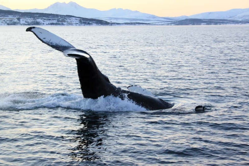 From Tromsø: Whale & Orca Safari with Lunch Included - Good To Know