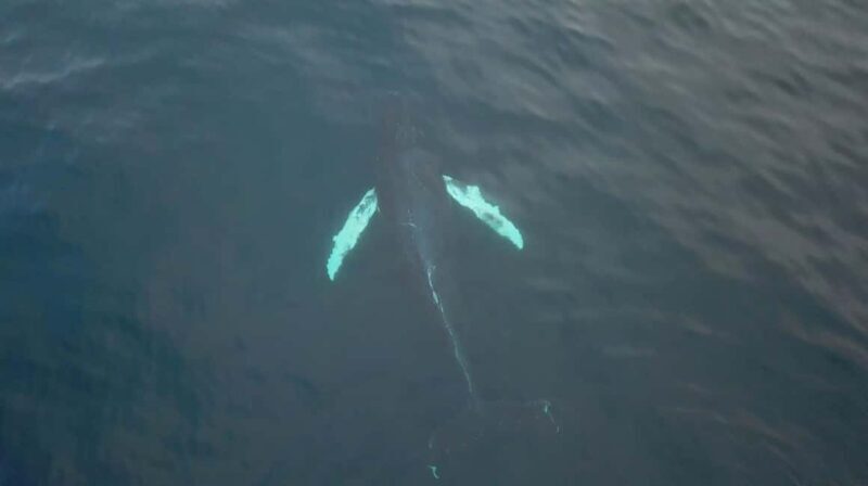 From Tromsø: Whale & Orca Safari with Lunch Included - The Experience in Detail