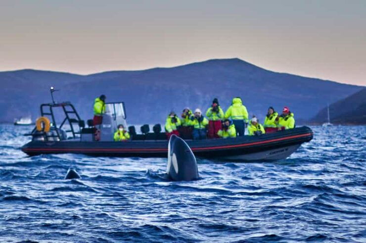From Tromso: Whale Watching in Magic Skjervoy - Good To Know