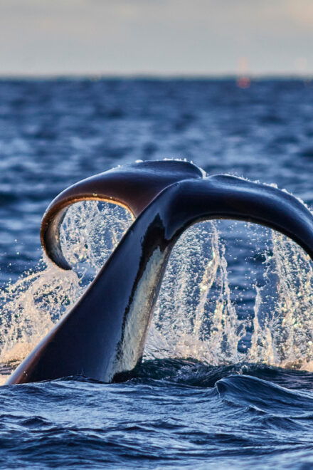 From Tromso: Whale Watching in Magic Skjervoy - Boat Capacity and Guide